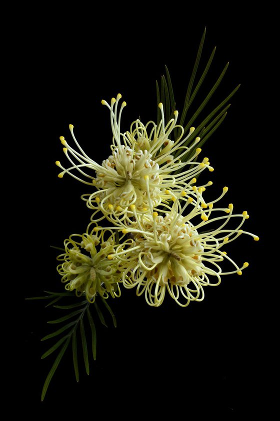 Grevillea Moonlight