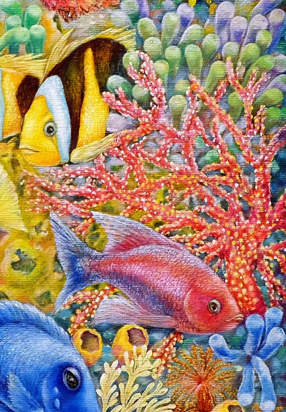 The Red Sea Reefs