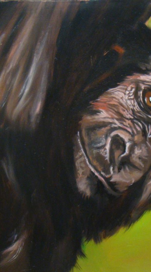 Baby gorilla by Anne Zamo