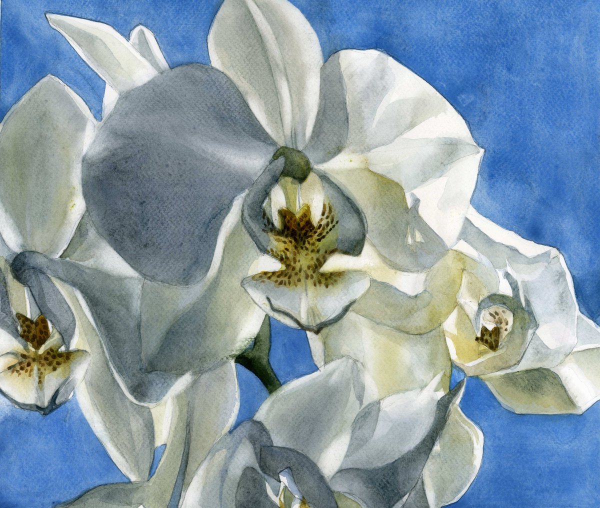 white orchid with blue by Alfred  Ng