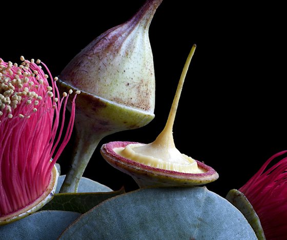 Rose Mallee