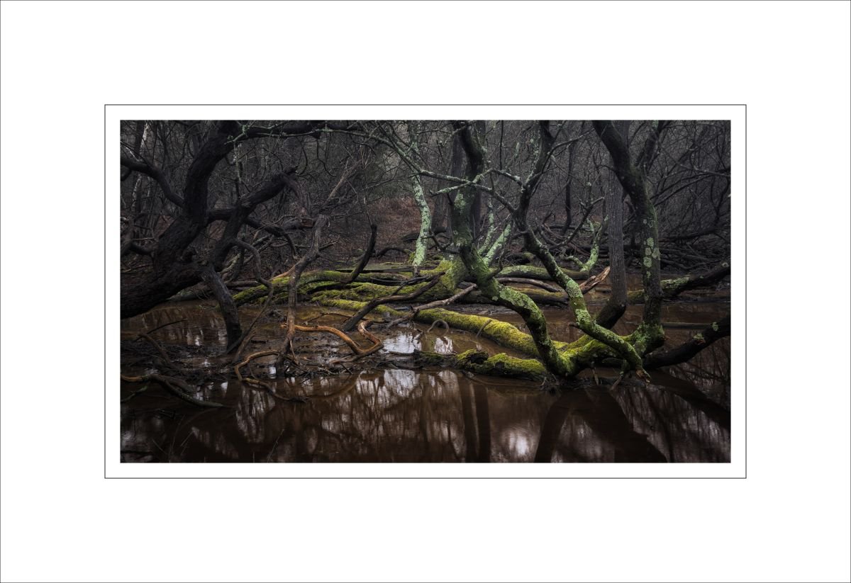 swamp by Alan Ranger