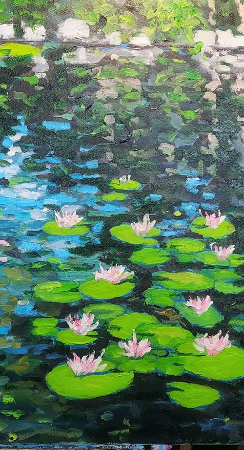 Waterlily pond by Colin Ross Jack