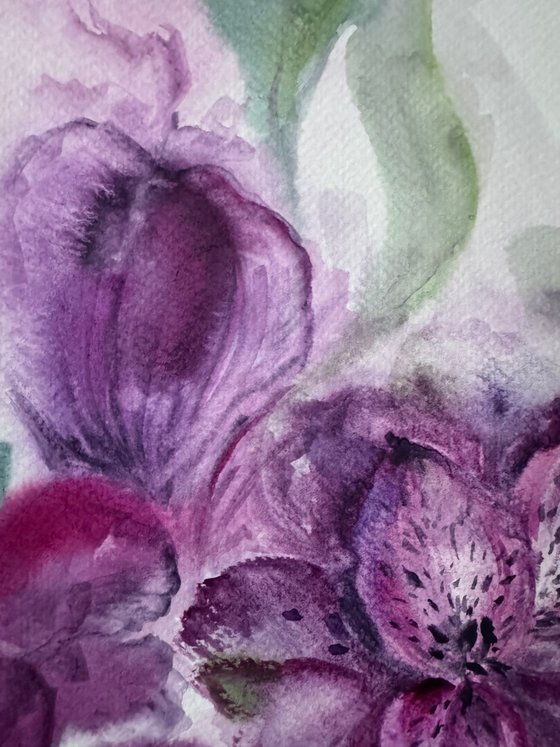 Purple alstroemeria