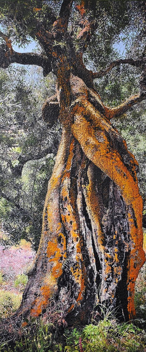 Olive tree, Kerion, Zakintos by Karin Vermeer