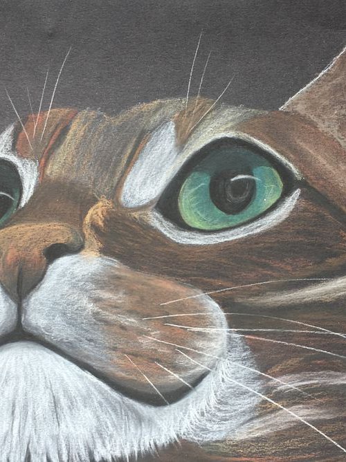 Pastel cat by Ruth Searle