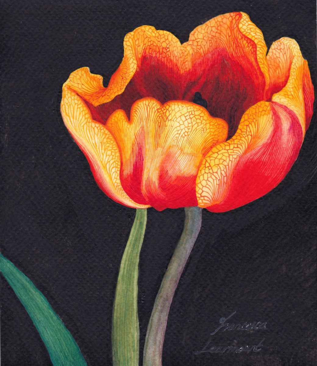 Large Tulip by Francesca Learmount at Cicca-Art