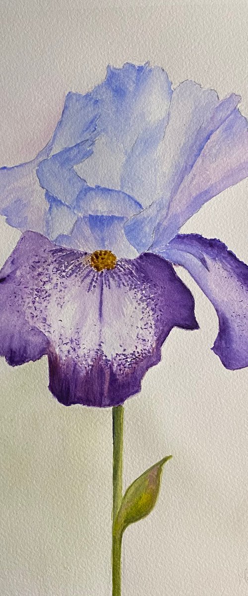 Purple iris in watercolours by Maxine Taylor