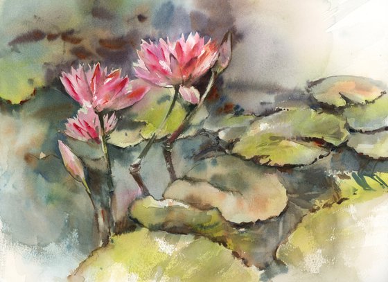 Water Lilies