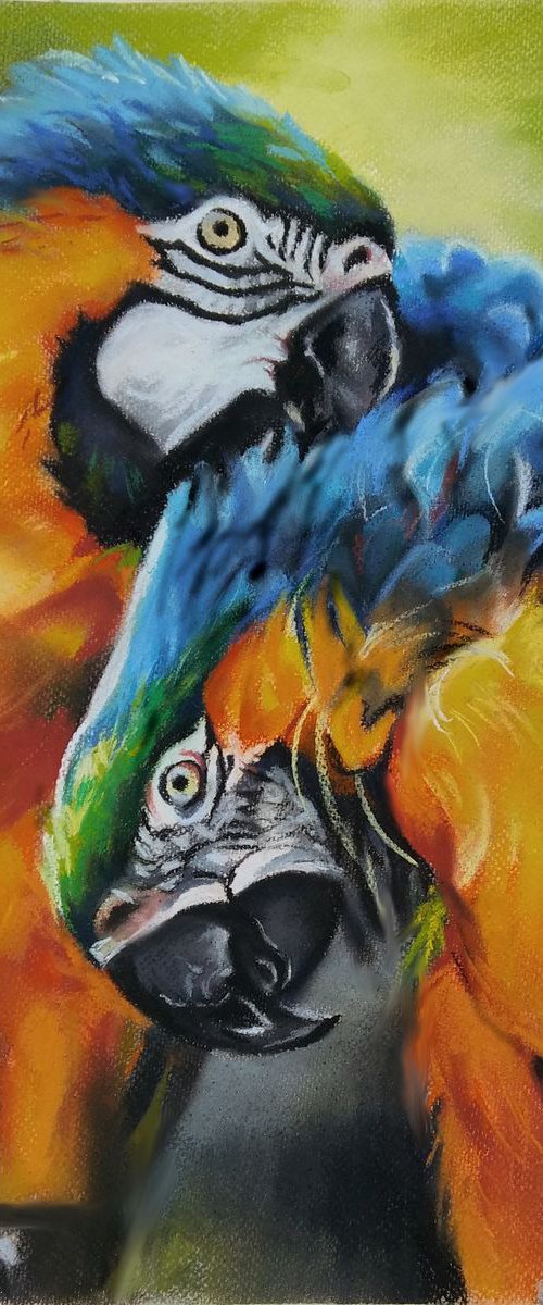 Macaw parrots by Magdalena Palega