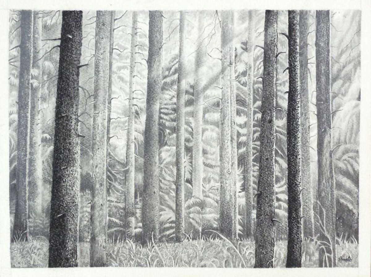 Photorealistic Landscape Pencil Drawing By Shweta Mahajan, 12 X 9", Pine Tree Forest, Original Artwork