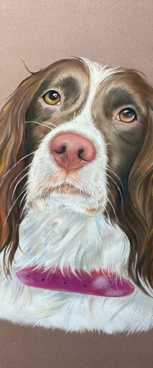Spaniel pastel drawing by Bethany Taylor