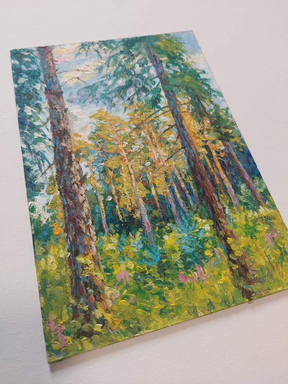 Sunset in the Pine Forest