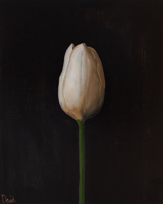 Tulip (closed)