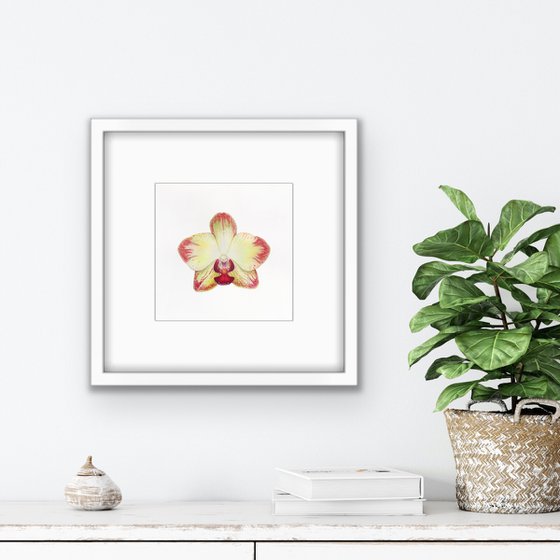 Orchid Phaleonopsis. A series of original watercolour artwork.