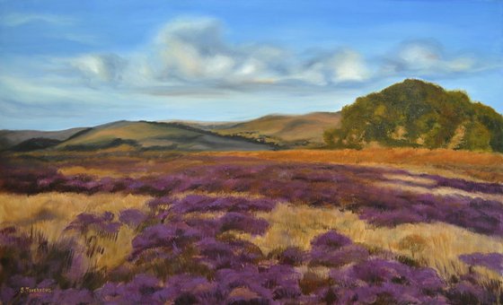 Lavender field 3