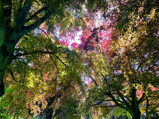 Impressionistic Spring Canopy