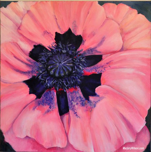 Pink Poppy by Marjory Wilson