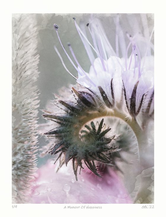 A MOMENT OF HAPPINESS - art photo of flower and herb stylized as watercolor painting, limited edition print