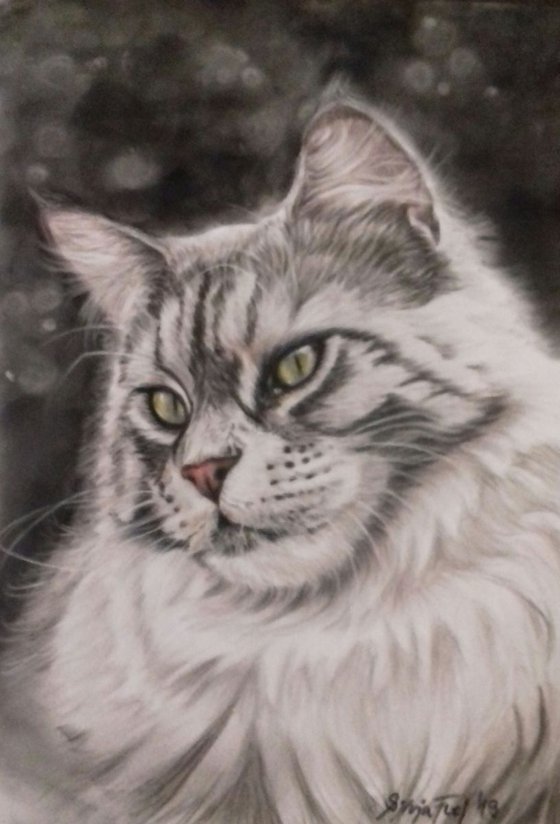 Grey Maine Coon Cat