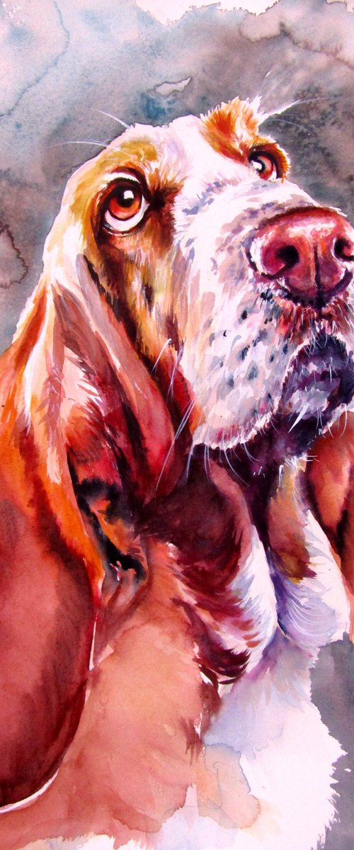 Basset hound by Kovács Anna Brigitta