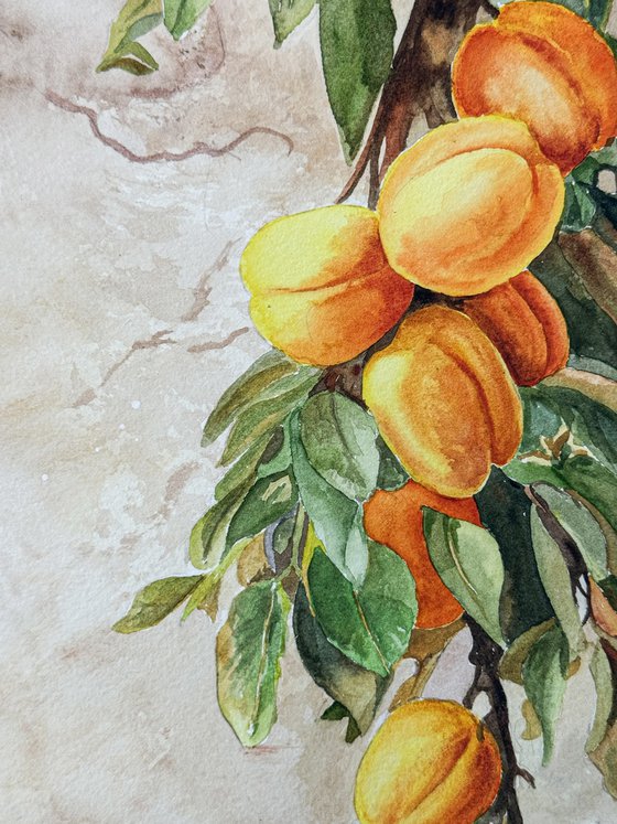Whispers Through the Wall – Apricots