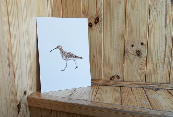 Eurasian curlew