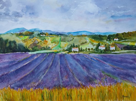 LAVENDER FIELD