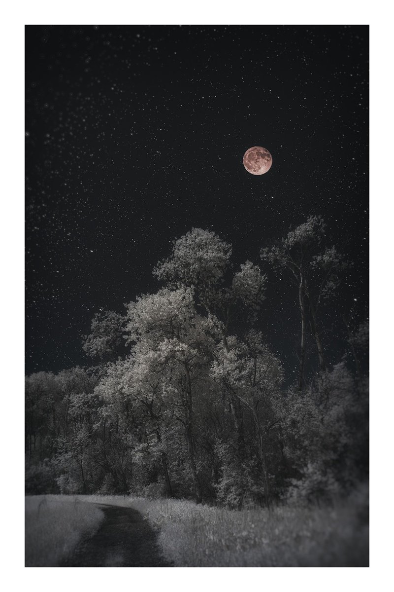 Photorealistic Landscape Photograph By Brooke T Ryan, 16 X 24, Trees And Moonlit Path- 16X24, Original Artwork
