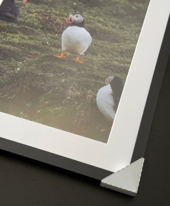 THE PUFFIN GAZE