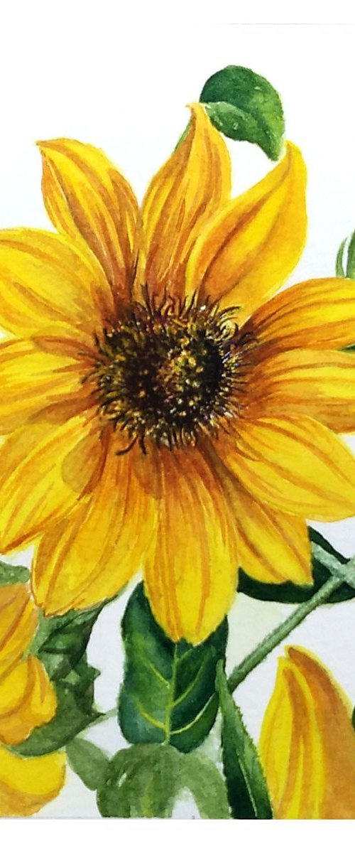 Common Sunflowers by Shweta  Mahajan
