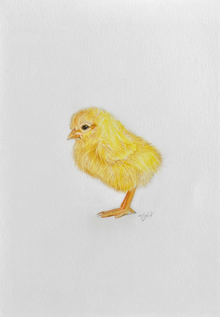 Impressionistic Animal Pencil Drawing By Amelia Taylor, 8 X 12, Easter Chick, Original Artwork