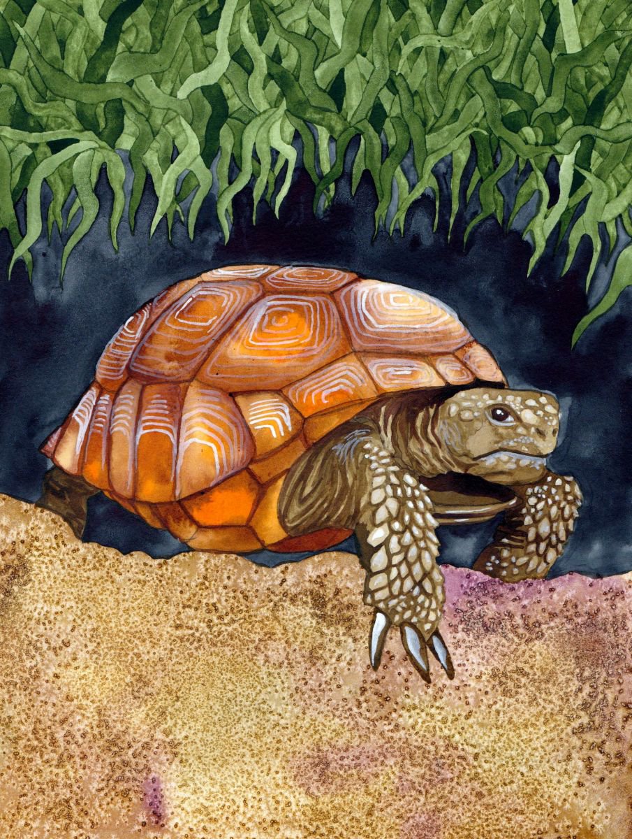Tortoise by Terri Kelleher