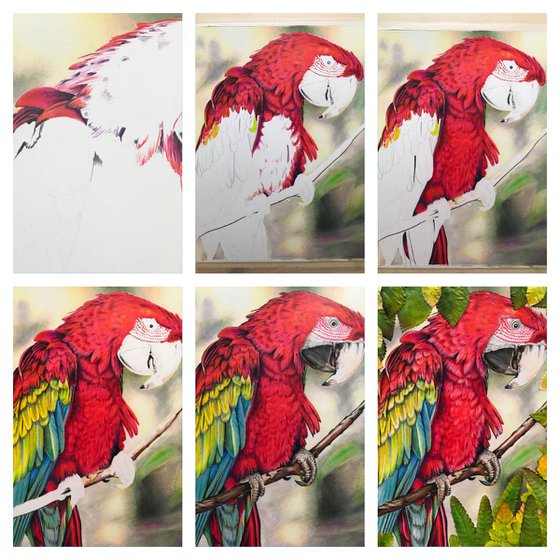 Scarlet Macaw