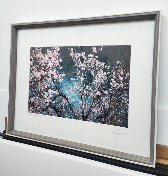 (FRAMED) Sakura Season II