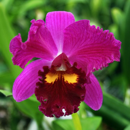 HOLIDAY ORCHID Landers CA by William Dey