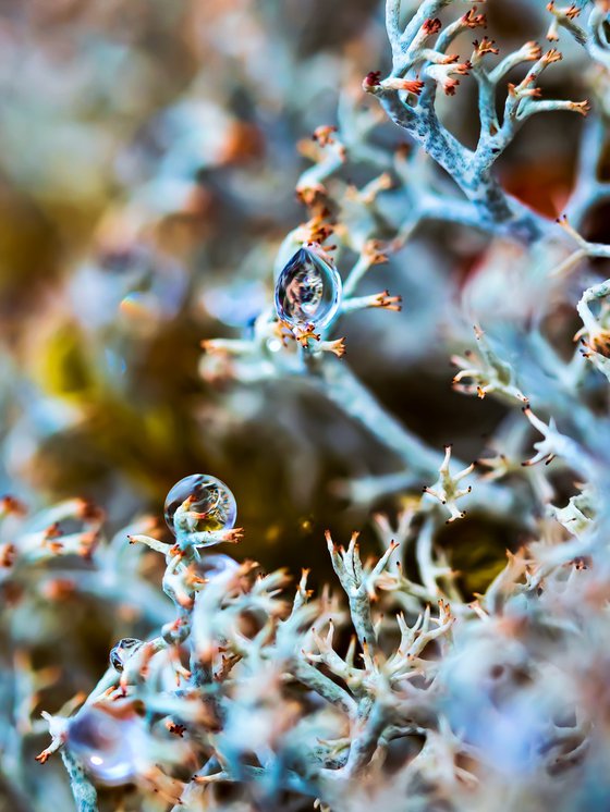 The Horus Eye - macro photography of drops in lichens, limited edition print, Alien collection