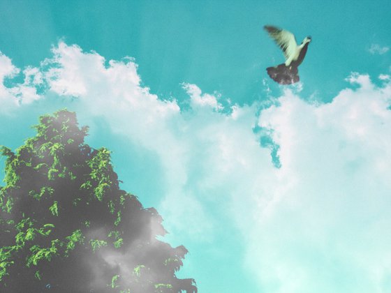 This bird has flown - A3
