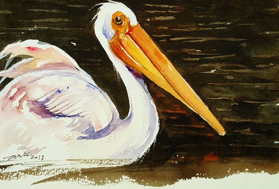 White Pelican