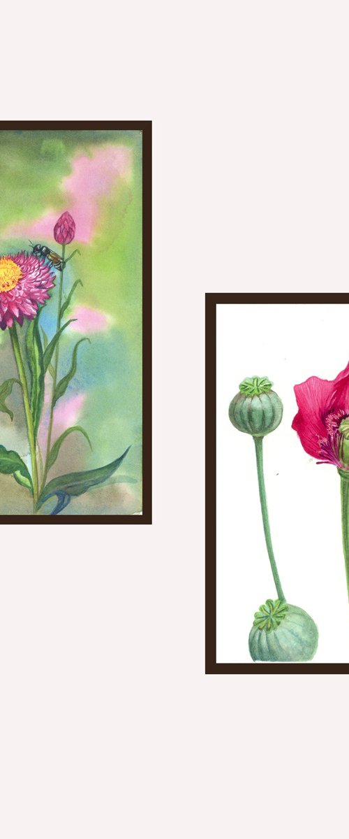 Red poppy and the strawflower by Shweta  Mahajan