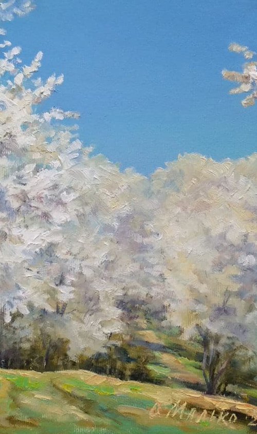 Spring views. Sky blue / Blooming orchard White blue painting Original oil landscape painting by Olha Malko