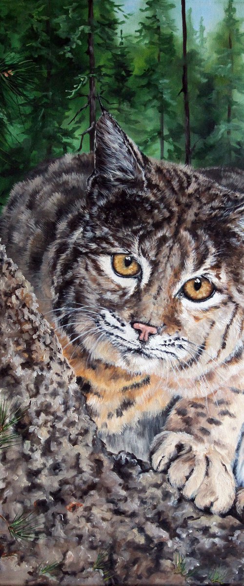 "The Stare Down" - Wildlife - Bobcat - Big Cats by Katrina Case