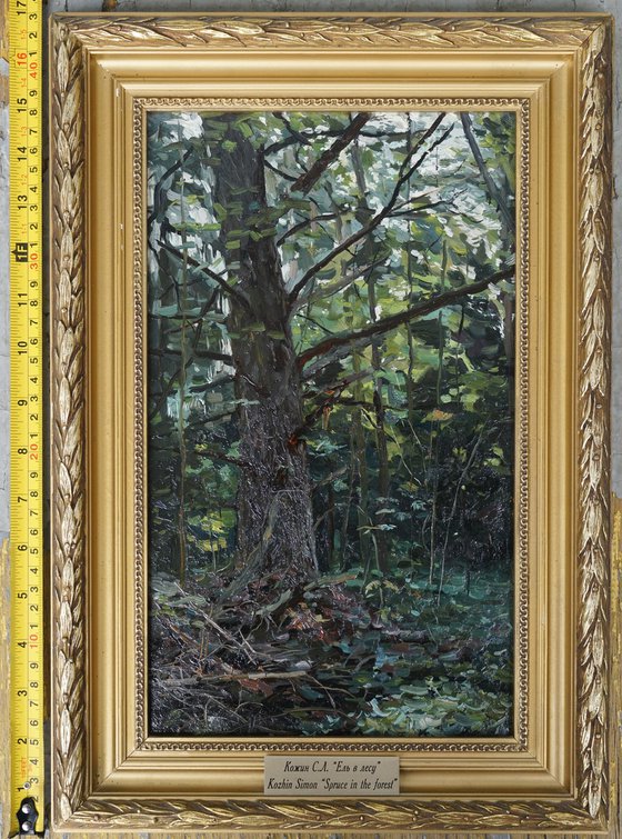 Forest. Fir-tree. Karmanovo