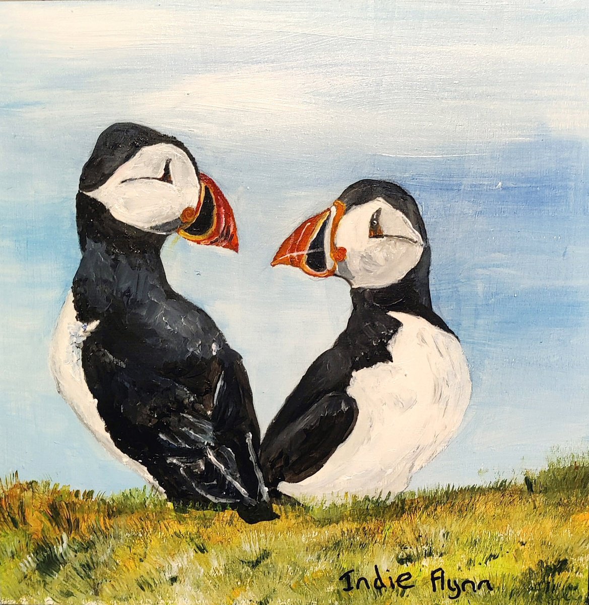 Puffins of Scotland 