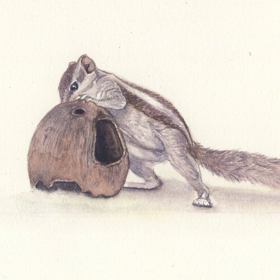 Squirrel and the coconut