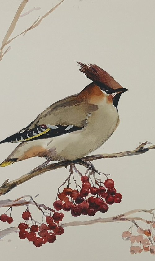 Waxwing by Elena Sanina