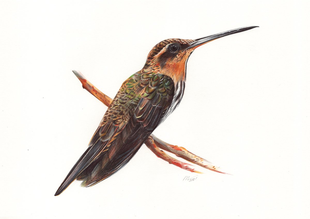 Saw-billed Hermit - Hummingbird Portrait (Realistic Ballpoint Pen Drawing) by Daria Maier