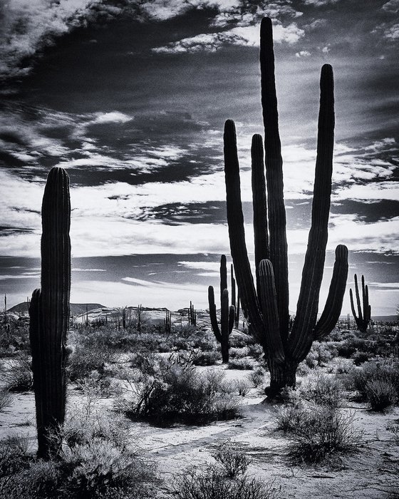 Saguaro, Baja California