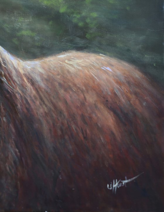 Red Deer Stag, Elk