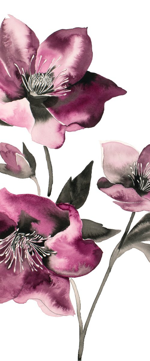 Hellebore No. 37 by Elizabeth Becker